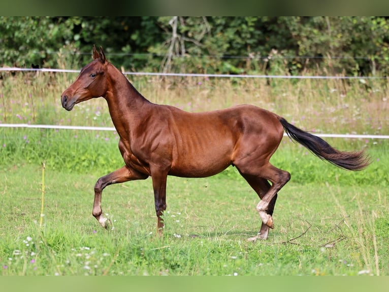 Akhal-Teke Semental 1 año 148 cm Castaño oscuro in San Pietroburgo