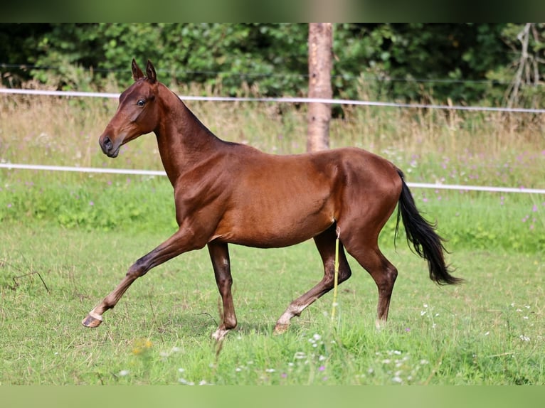 Akhal-Teke Semental 1 año 148 cm Castaño oscuro in San Pietroburgo