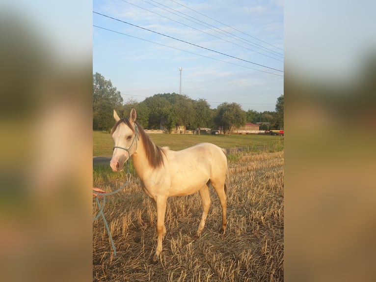 Akhal-Teke Mestizo Semental 1 año 158 cm Buckskin/Bayo in Wolbórz