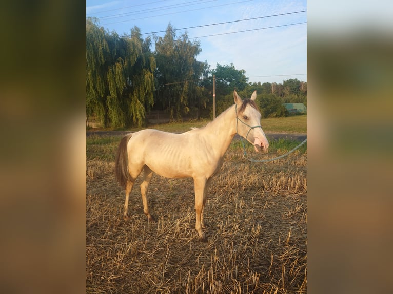 Akhal-Teke Mestizo Semental 1 año 158 cm Buckskin/Bayo in Wolbórz