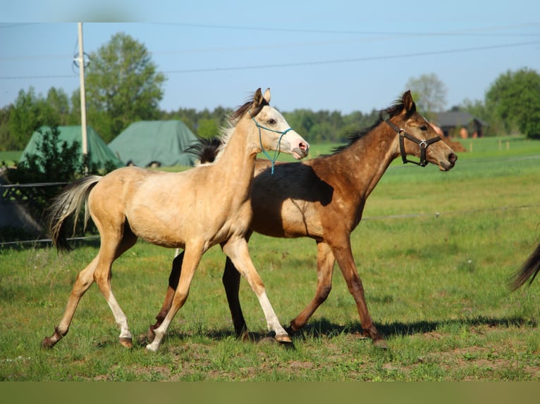 Akhal-Teke Mestizo Semental 1 año 158 cm Buckskin/Bayo in Wolbórz