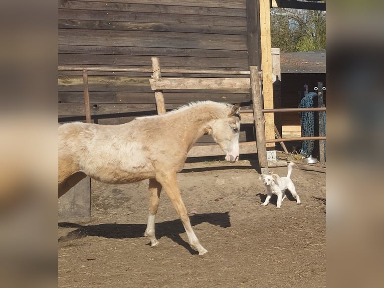 Akhal-Teke Mestizo Semental 1 año 158 cm Buckskin/Bayo in Wolbórz