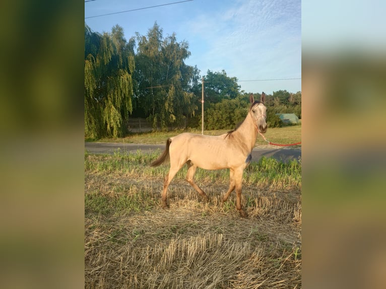 Akhal-Teke Semental 1 año 160 cm Buckskin/Bayo in Wolbórz