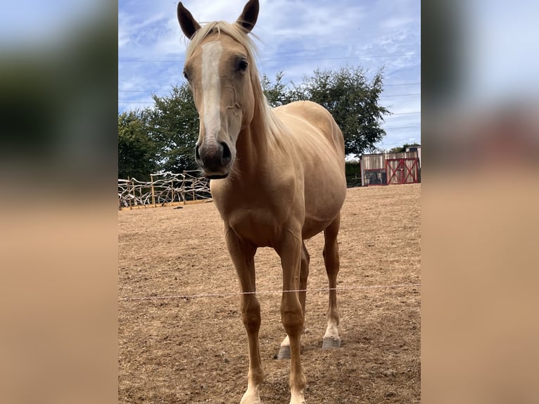 Akhal-Teke Mestizo Semental 1 año 173 cm Palomino in Cornwall
