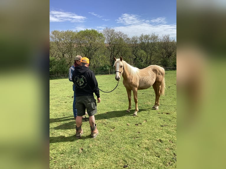 Akhal-Teke Mestizo Semental 1 año 173 cm Palomino in Cornwall