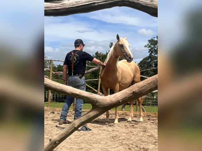 Akhal-Teke Mestizo Semental 1 año 173 cm Palomino in Cornwall