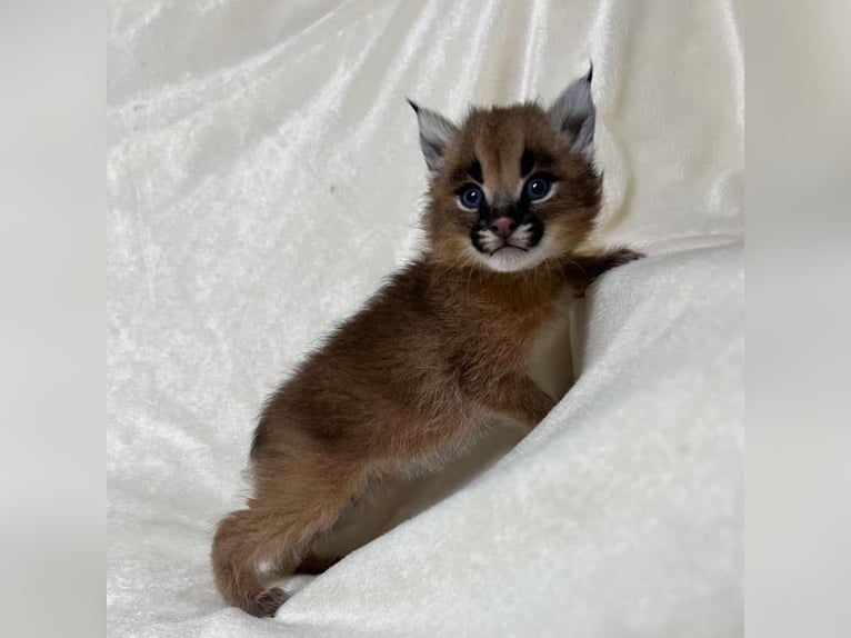 Akhal-Teke Mestizo Semental 1 año Castaño in vaduz