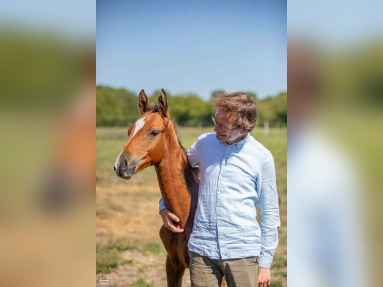 Akhal-Teke Semental 1 año Castaño claro in Brienon-sur-Armançon