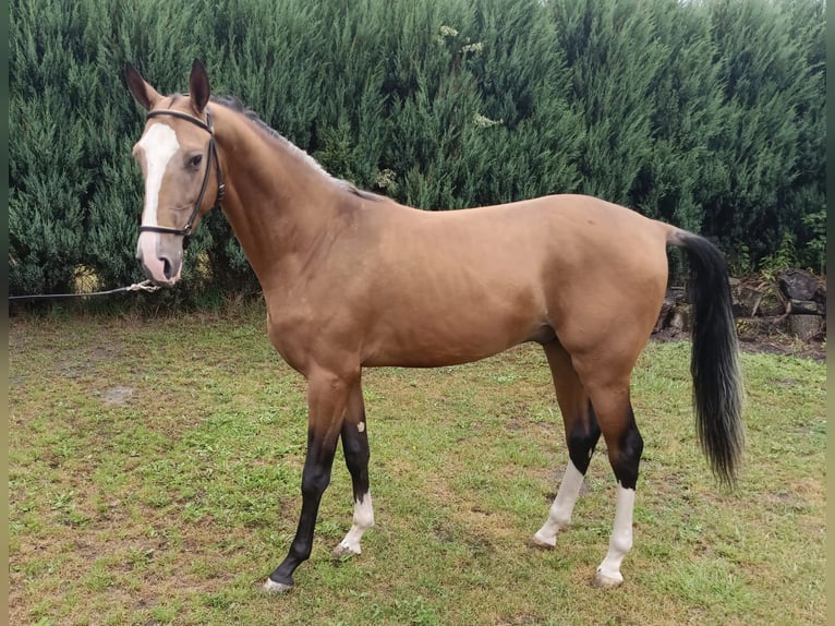 Akhal-Teke Semental 2 años 152 cm Castaño claro in Nowa Wie&#x15B;