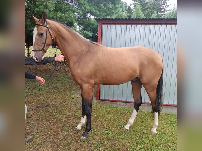Akhal-Teke Semental 2 años 152 cm Castaño claro in Nowa Wie&#x15B;