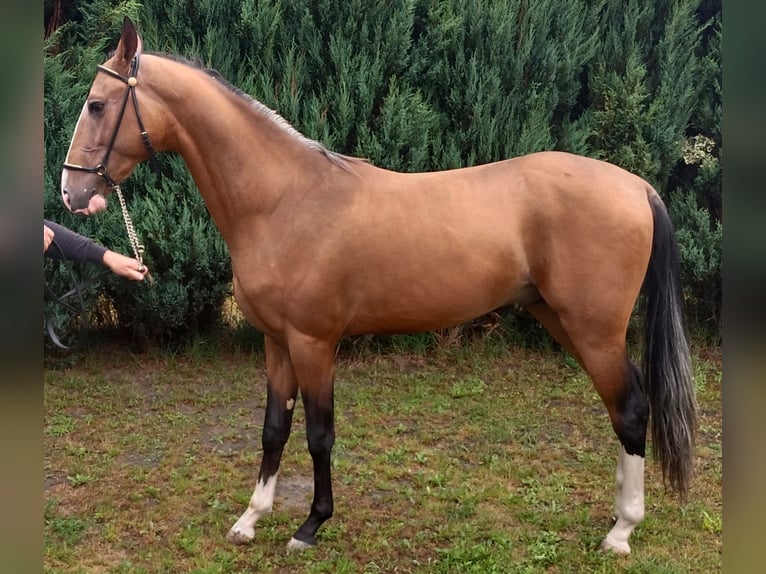 Akhal-Teke Semental 2 años 152 cm Castaño claro in Nowa Wie&#x15B;