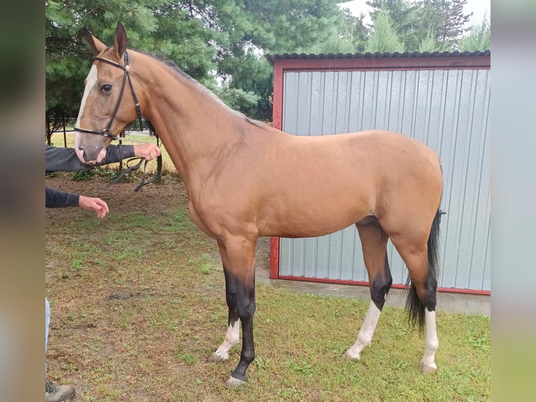 Akhal-Teke Semental 2 años 152 cm Castaño claro in Nowa Wie&#x15B;