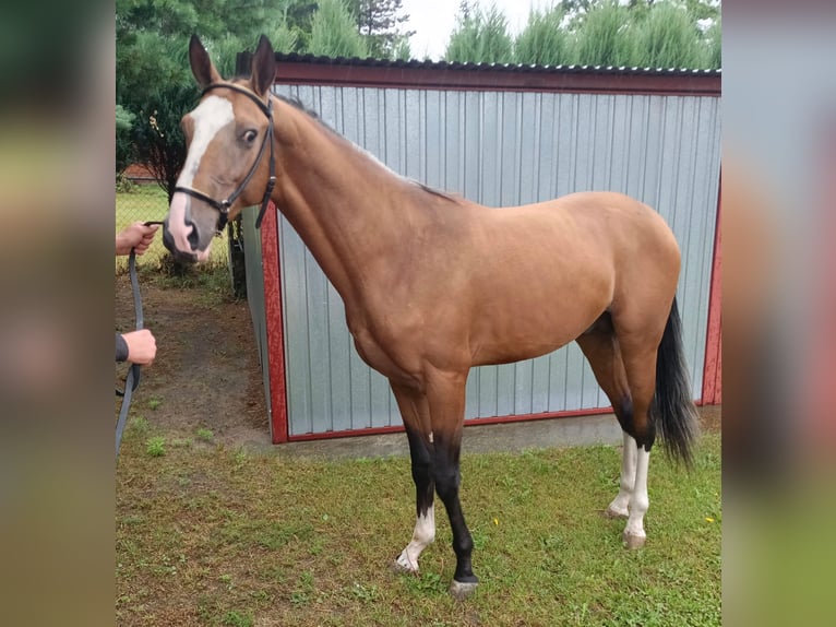Akhal-Teke Semental 2 años 152 cm Castaño claro in Nowa Wie&#x15B;