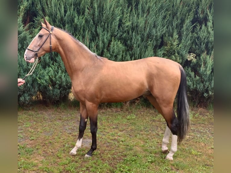 Akhal-Teke Semental 2 años 152 cm Castaño claro in Nowa Wie&#x15B;