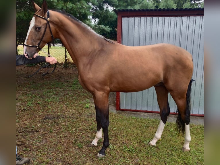 Akhal-Teke Semental 2 años 152 cm Castaño claro in Nowa Wie&#x15B;