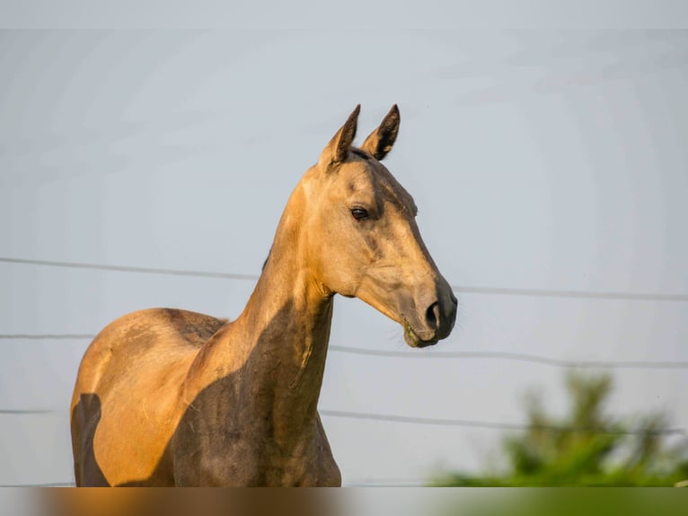 Akhal-Teke Semental 2 años 155 cm Bayo in Val De Bride