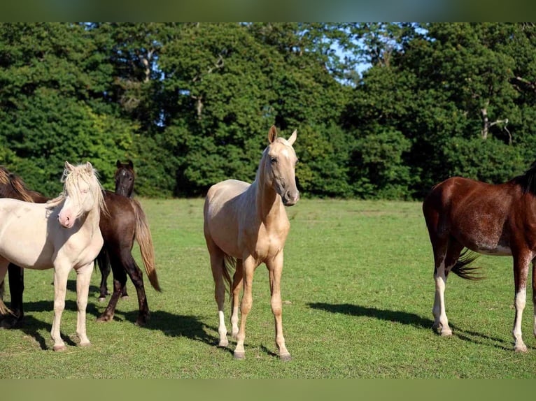 Akhal-Teke Semental 2 años 162 cm Palomino in goven