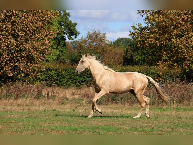 Akhal-Teke Semental 2 años 162 cm Palomino in goven