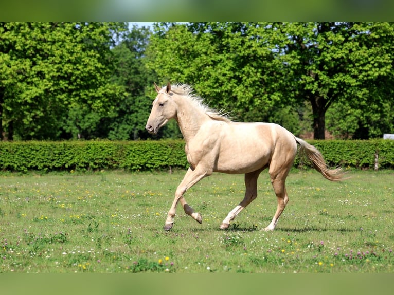 Akhal-Teke Semental 2 años 162 cm Palomino in goven