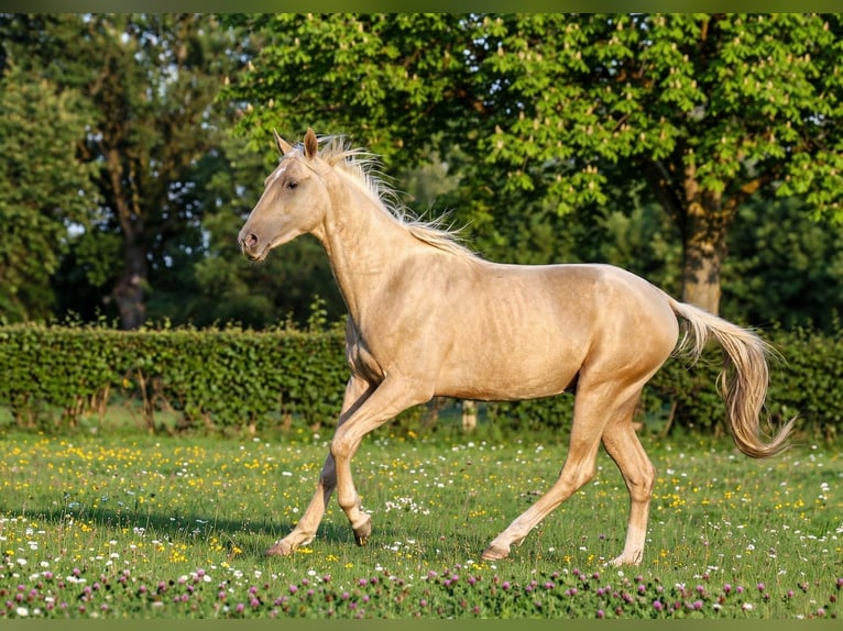 Akhal-Teke Semental 2 años 162 cm Palomino in goven