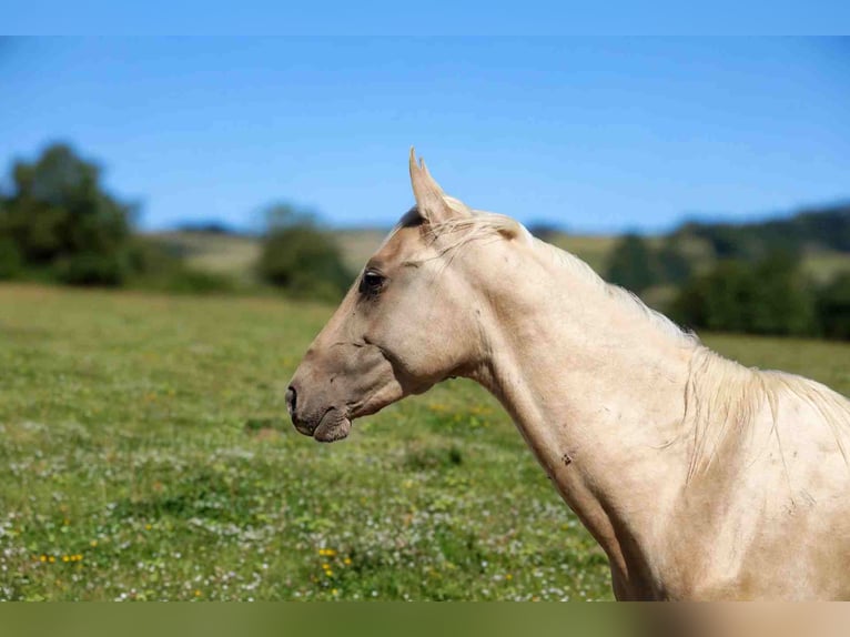 Akhal-Teke Semental 2 años 162 cm Palomino in goven