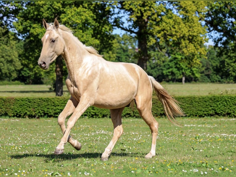 Akhal-Teke Semental 2 años 162 cm Palomino in goven