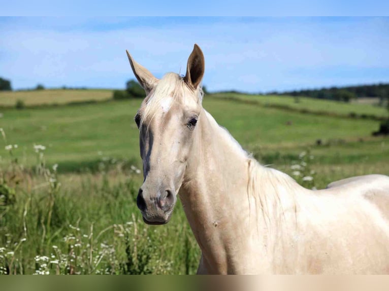 Akhal-Teke Semental 2 años 162 cm Palomino in goven