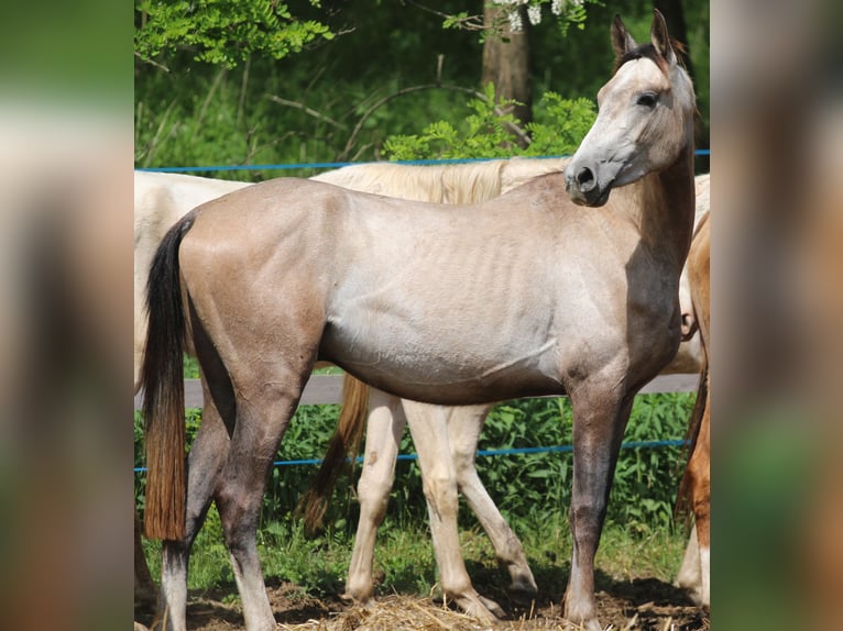 Akhal-Teke Semental 3 años 145 cm Buckskin/Bayo in Kisbér