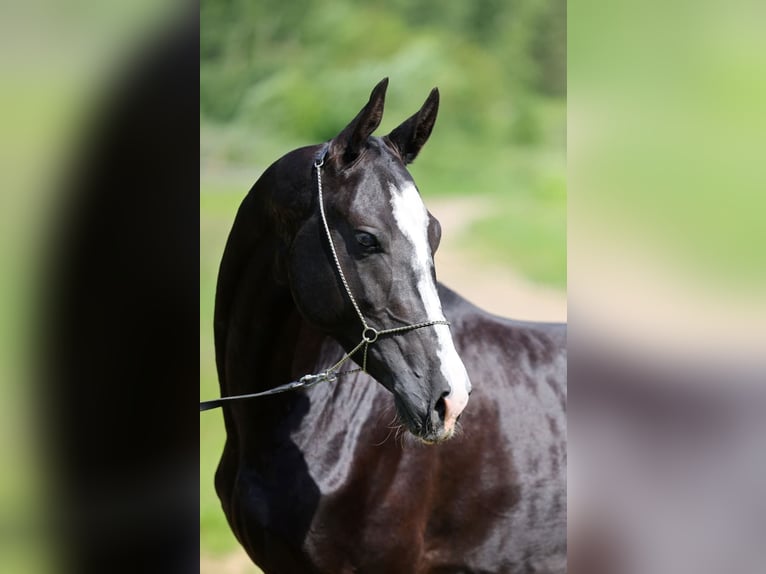 Akhal-Teke Semental 3 años 162 cm Negro in San Pietroburgo