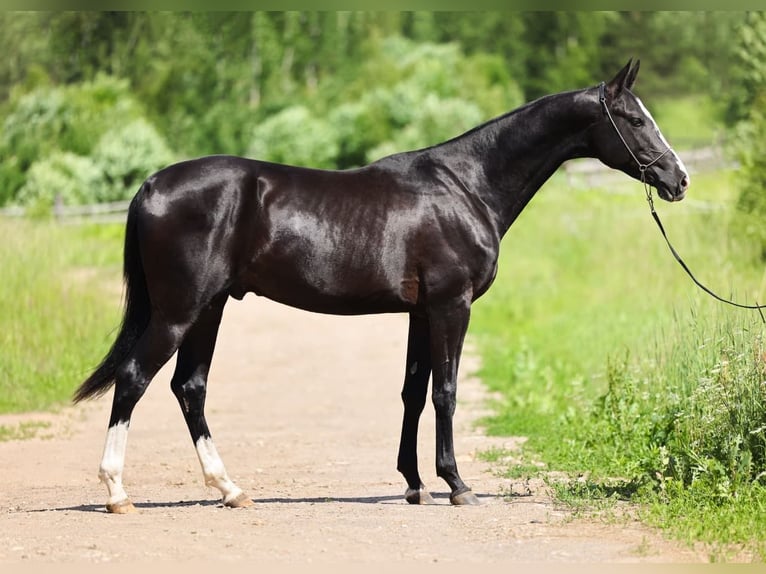 Akhal-Teke Semental 3 años 162 cm Negro in San Pietroburgo