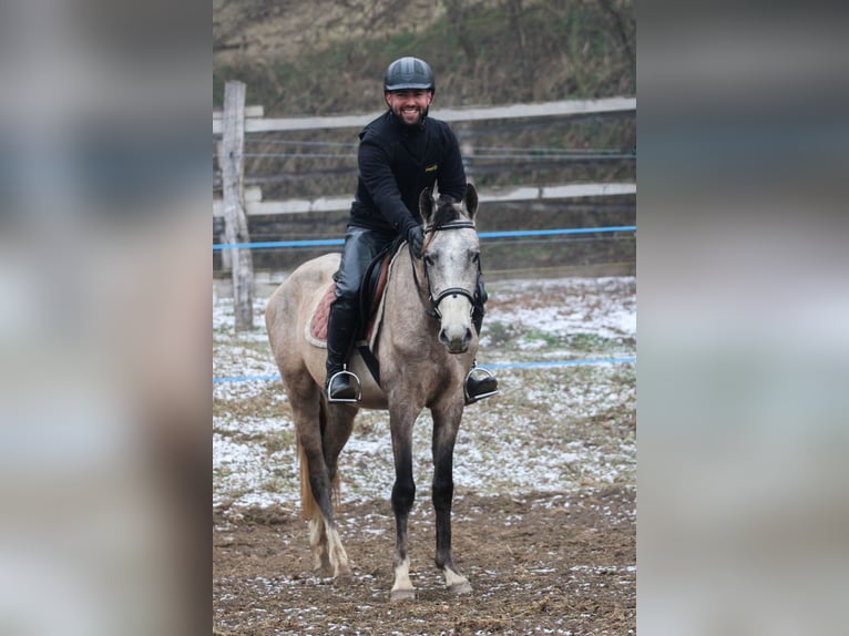 Akhal-Teke Semental 4 años 158 cm Tordo in Kisb&#xE9;r