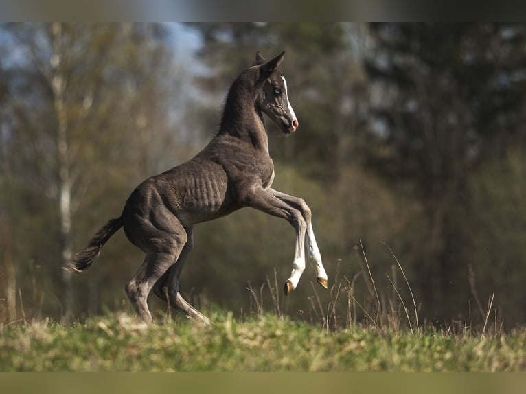 Akhal-Teke Semental 4 años 159 cm Negro in Malaga