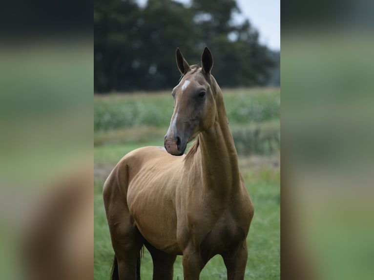 Akhal-Teke Semental 4 años 160 cm Buckskin/Bayo in Ovelgönne