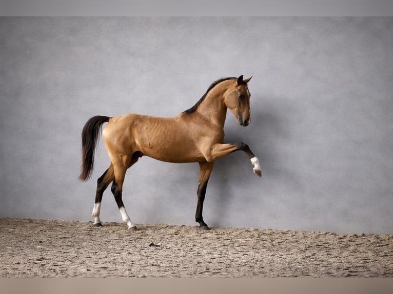 Akhal-Teke Semental 4 años 161 cm Buckskin/Bayo in Ovelgönne