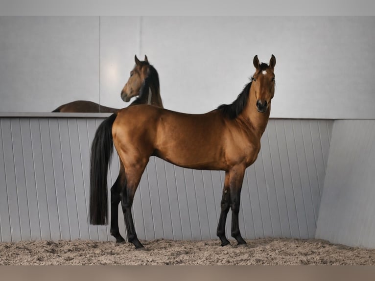 Akhal-Teke Semental 4 años 161 cm Castaño in Ovelgönne