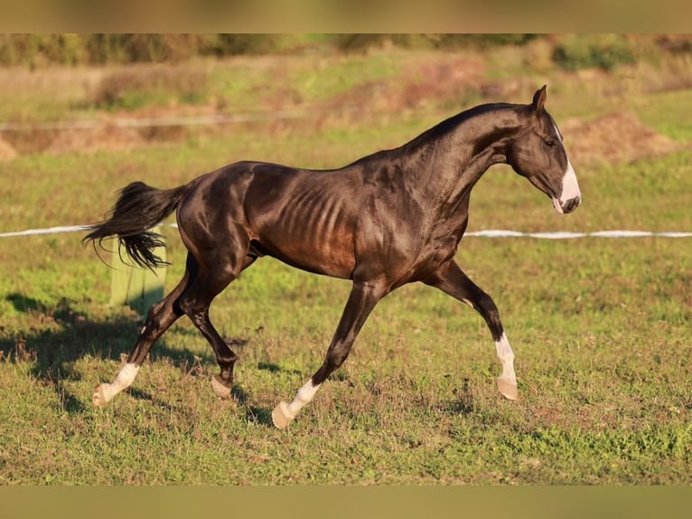 Akhal-Teke Semental 5 años 162 cm Negro in Arischia