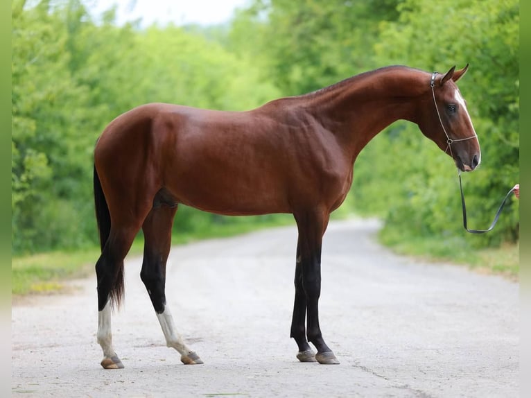 Akhal-Teke Semental 6 años 163 cm Castaño in Moscow
