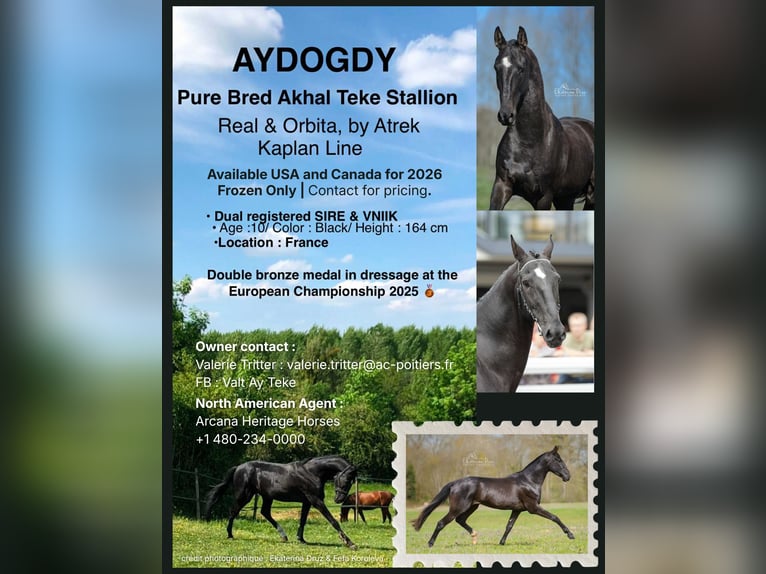 Akhal-Teke Semental Negro in Meaford, Ontario