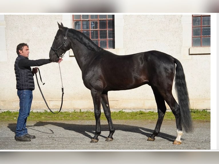 Akhal-Teke Semental Negro in Meaford, Ontario