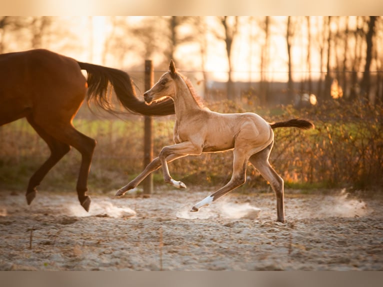 Akhal-Teke Semental Potro (03/2025) 163 cm Buckskin/Bayo in Schoonebeek