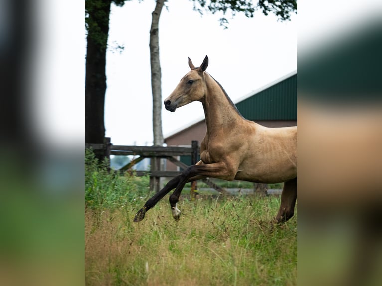 Akhal-Teke Semental Potro (03/2025) 163 cm Buckskin/Bayo in Schoonebeek