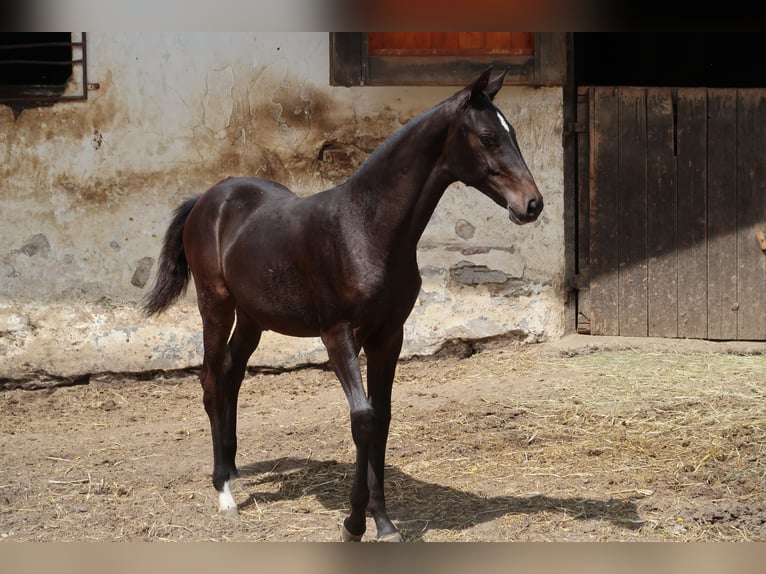 Akhal-Teke Semental Potro (01/2024) Castaño oscuro in Humpolec