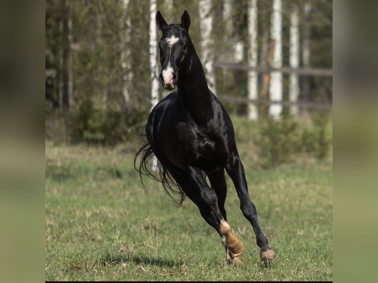 Akhal-Teke Stallion 12 years 16 hh Black in L&#x2019; Aquila