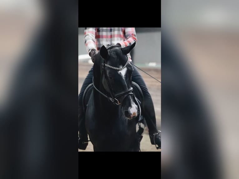 Akhal-Teke Stallion 12 years 16 hh Black in L&#x2019; Aquila