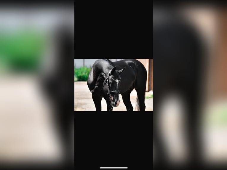 Akhal-Teke Stallion 13 years 16 hh Black in L’ Aquila