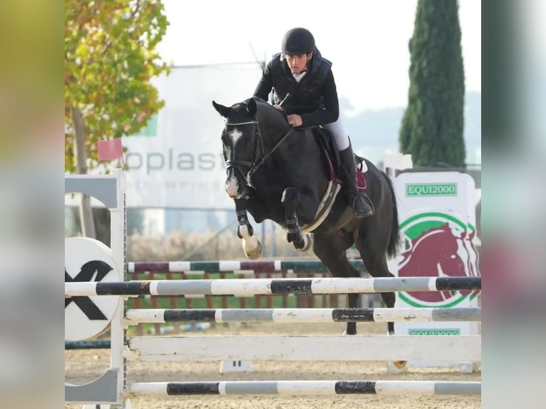 Akhal-Teke Stallion 13 years 16 hh Black in Tempera