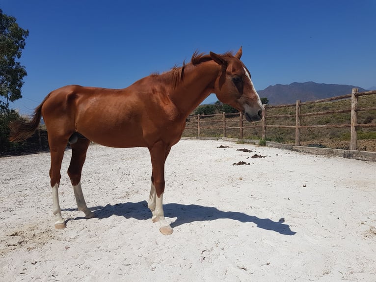 Akhal-Teke Stallion 14 years 16 hh Chestnut in mijas pueblo