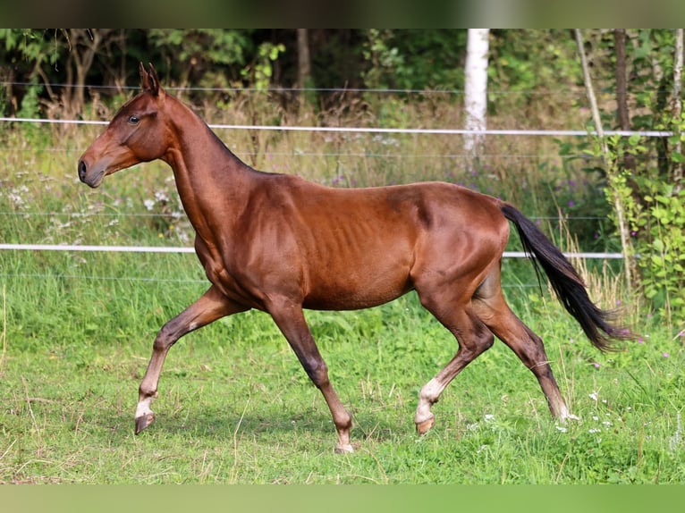 Akhal-Teke Stallion 1 year 14,2 hh Bay-Dark in San Pietroburgo