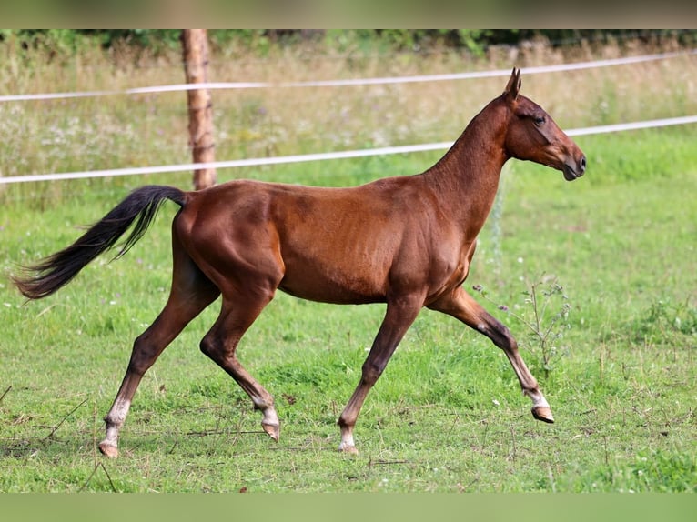 Akhal-Teke Stallion 1 year 14,2 hh Bay-Dark in San Pietroburgo