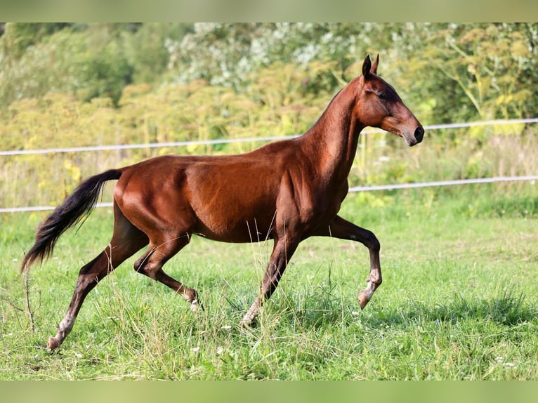 Akhal-Teke Stallion 1 year 14,2 hh Bay-Dark in San Pietroburgo